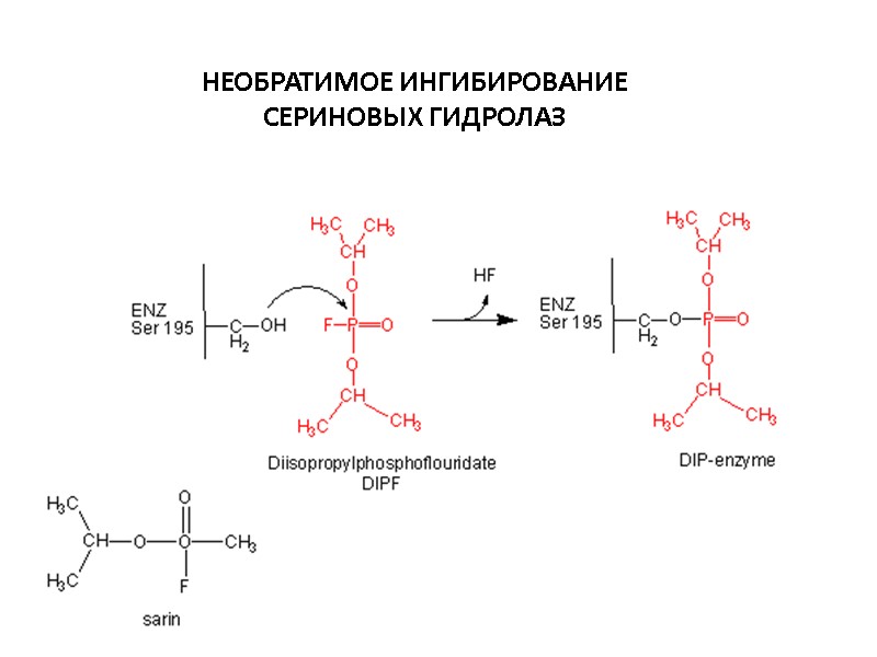 НЕОБРАТИМОЕ ИНГИБИРОВАНИЕ СЕРИНОВЫХ ГИДРОЛАЗ